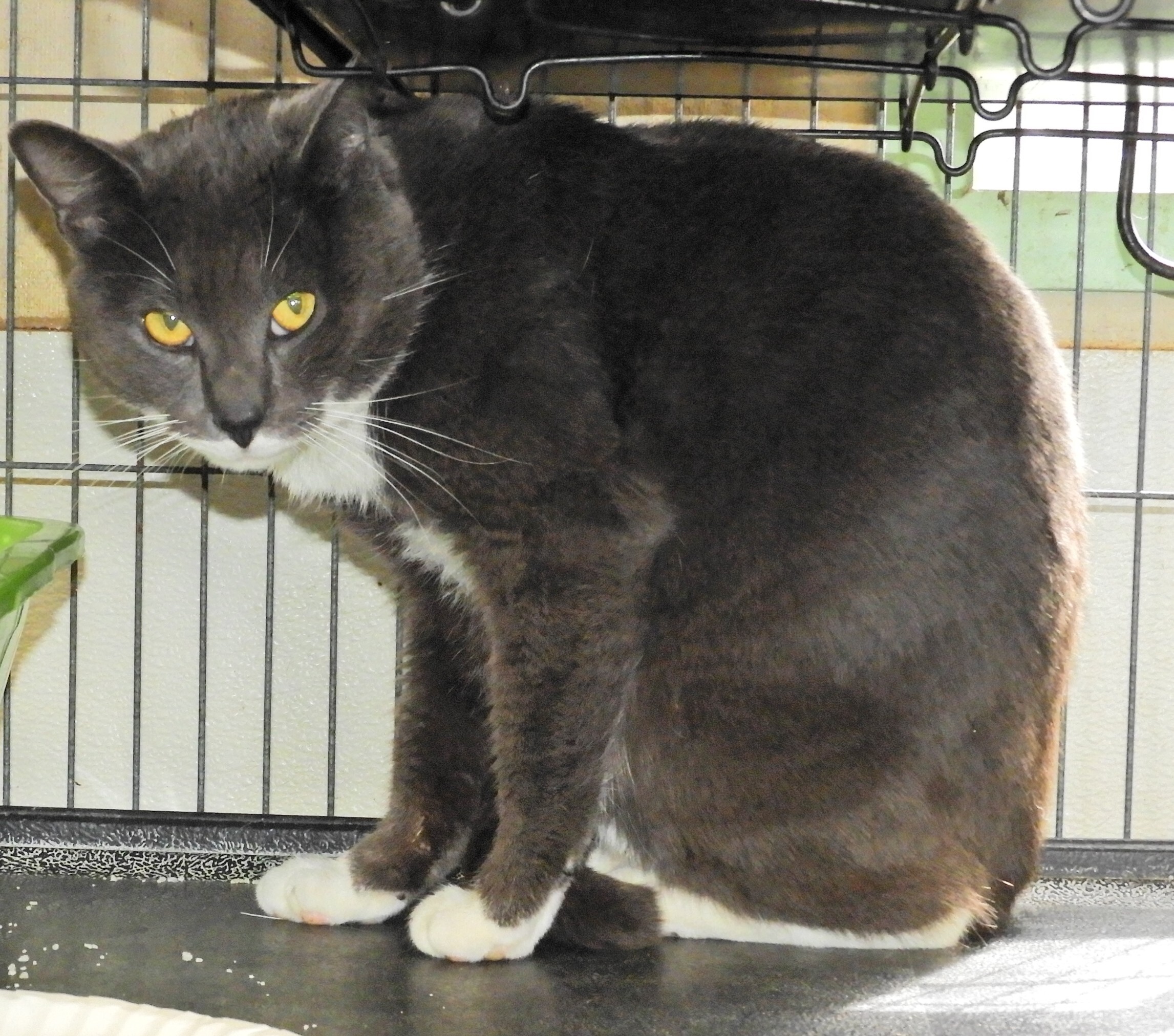 Graystone, a Adoptable Domestic Short Hair in Macon, GA image 4/10