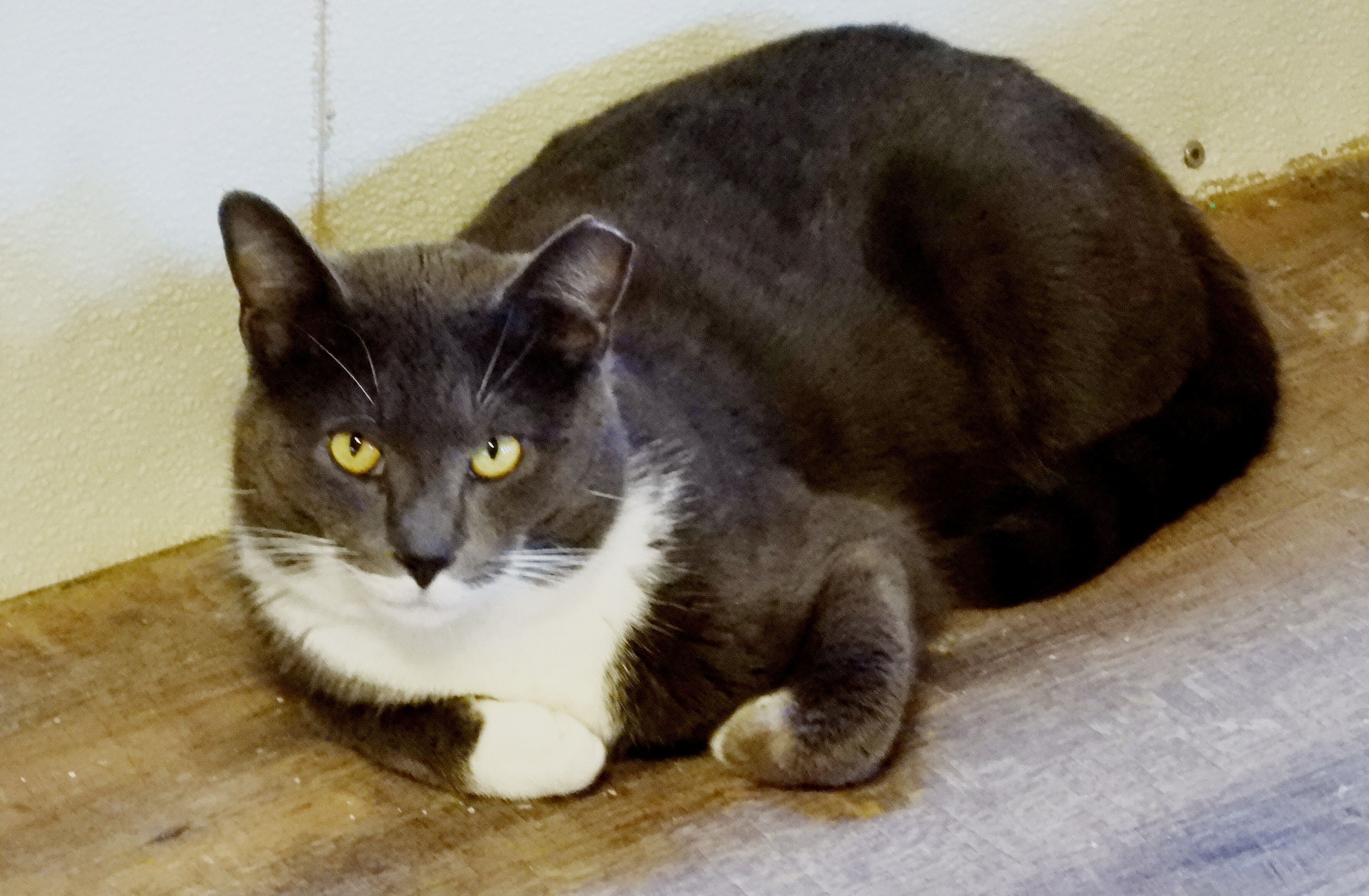 Graystone, a Adoptable Domestic Short Hair in Macon, GA image 5/10
