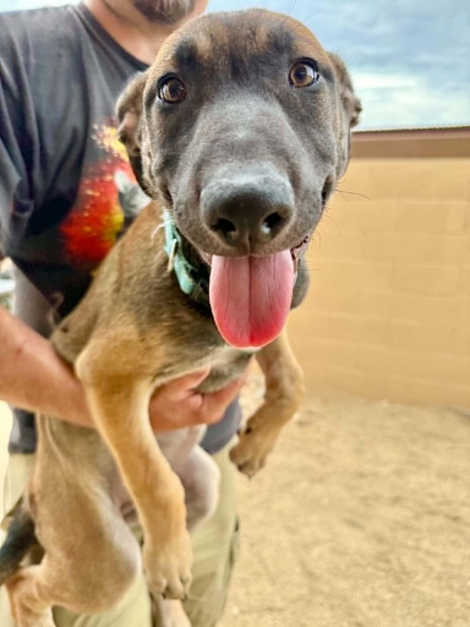 Luna - puppy - Jupiter, a ADOPTABLE mixed breed in Glendale, AZ image 3/4
