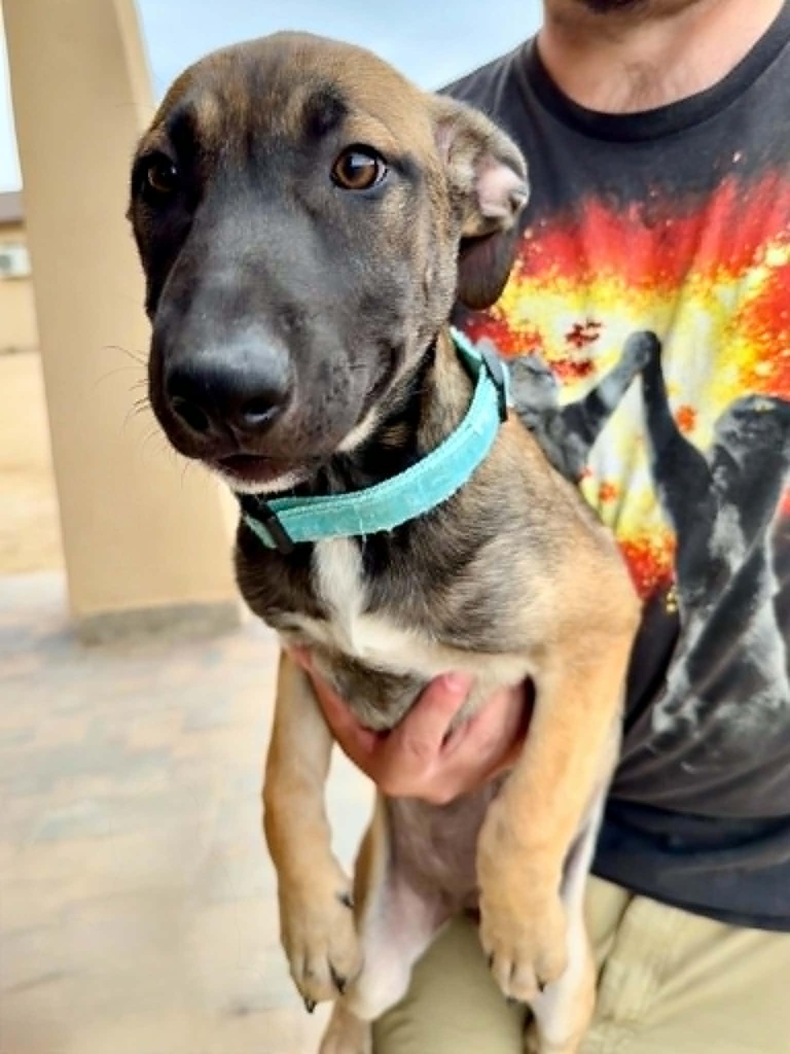 Luna - puppy - Jupiter, a ADOPTABLE mixed breed in Glendale, AZ image 2/4