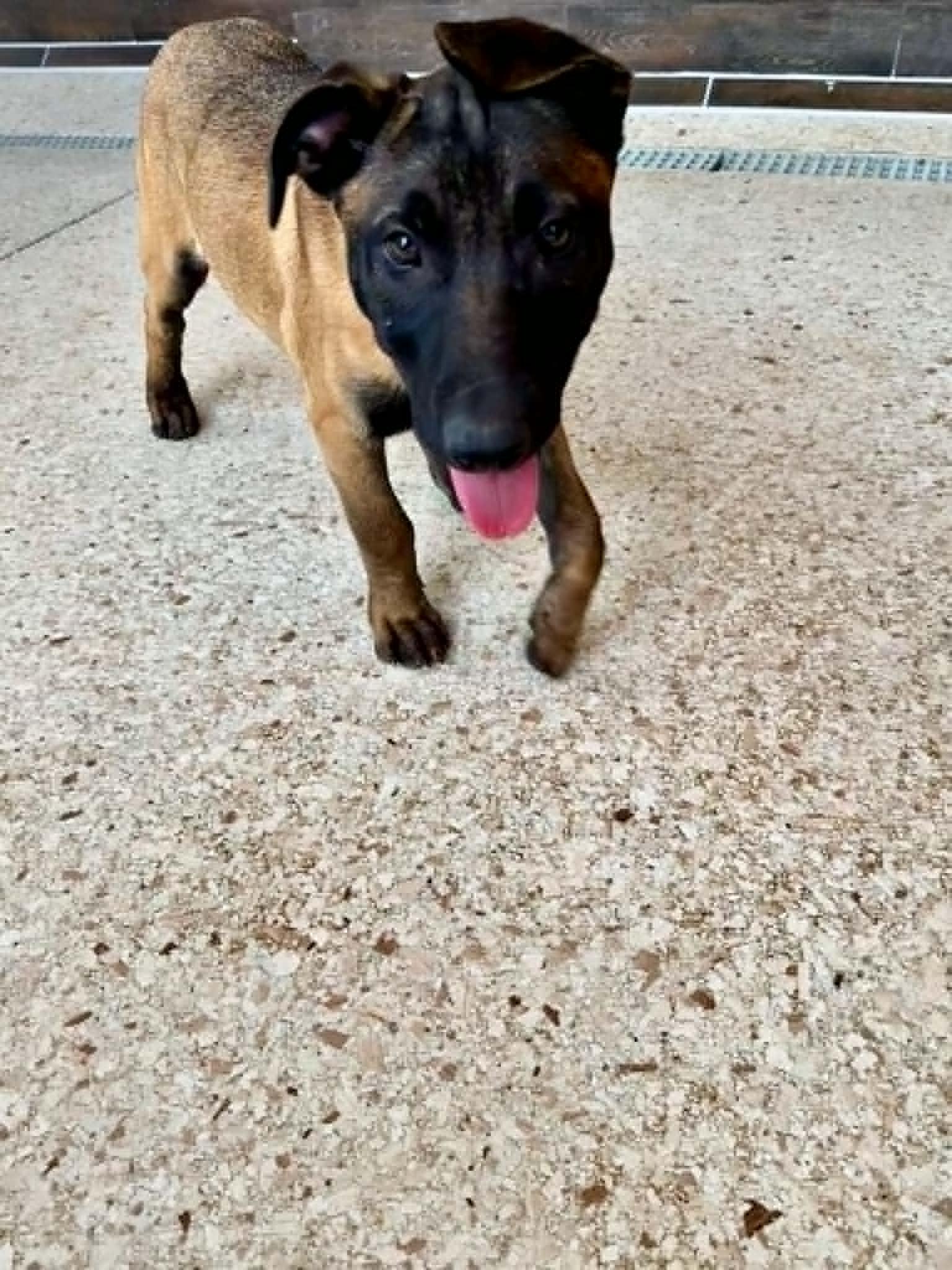 Luna - puppy - Jupiter, ADOPTABLE, Young Female Belgian Shepherd / Malinois & German Shepherd Dog.