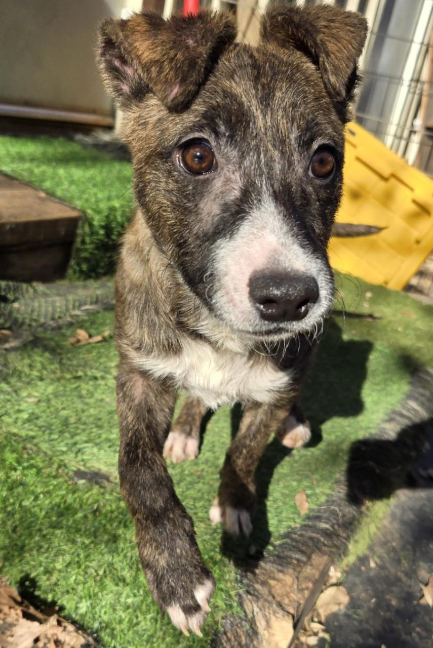 Jade, a Adoptable mixed breed in Mansfield, TX image 6/6