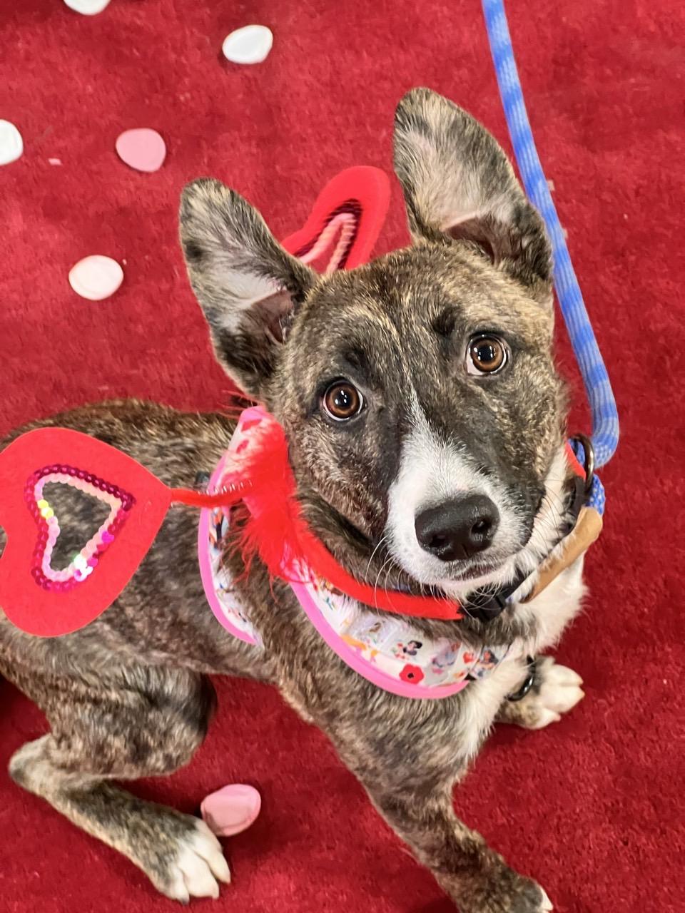 Jade, a Adoptable mixed breed in Mansfield, TX image 4/6