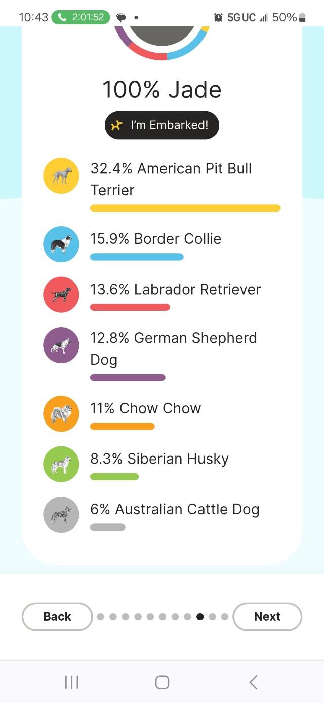 Jade, Adoptable, Young Female Pit Bull Terrier & Border Collie.