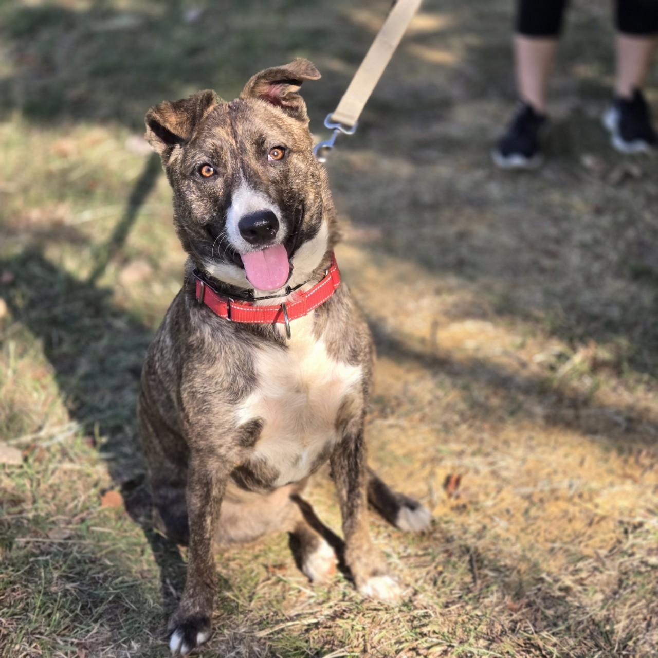 Jade, a Adoptable mixed breed in Mansfield, TX image 2/6