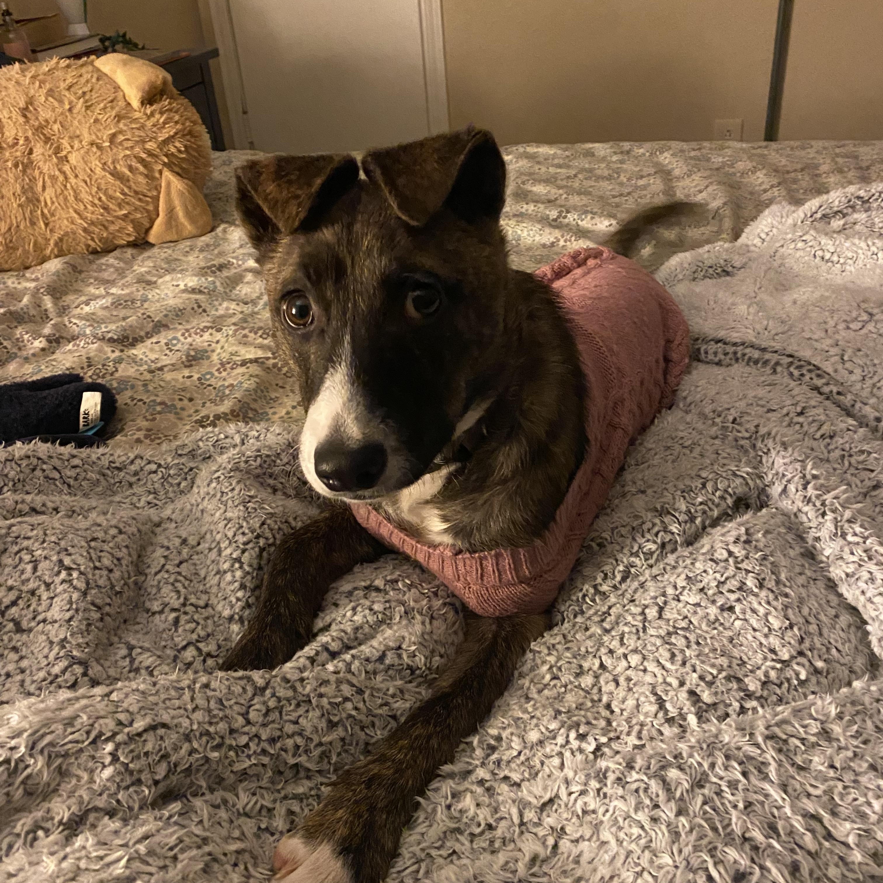 Jade, a Adoptable mixed breed in Mansfield, TX image 5/6