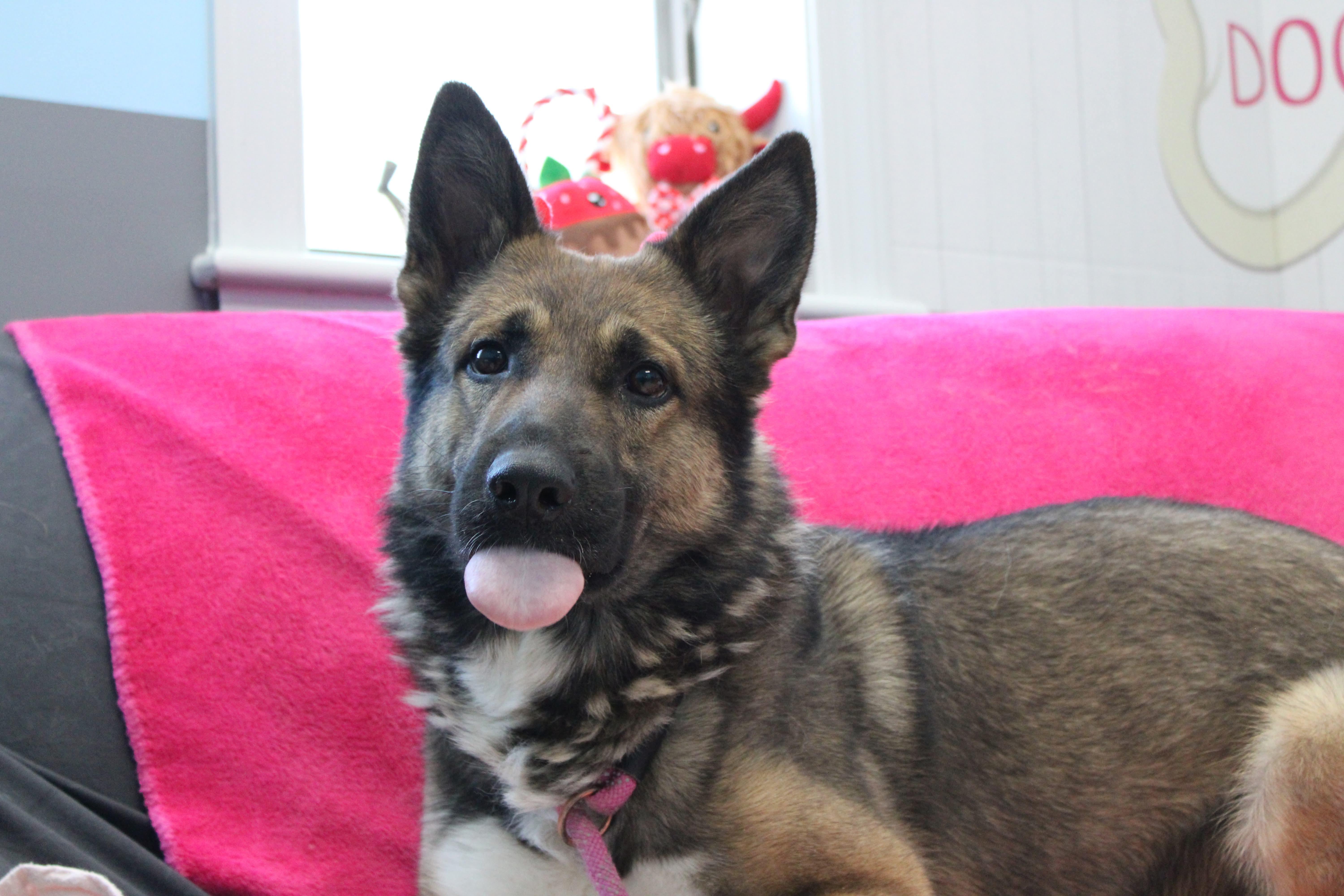 Enlarge Apollo, a ADOPTABLE mixed breed in Culpeper, VA image 5/6