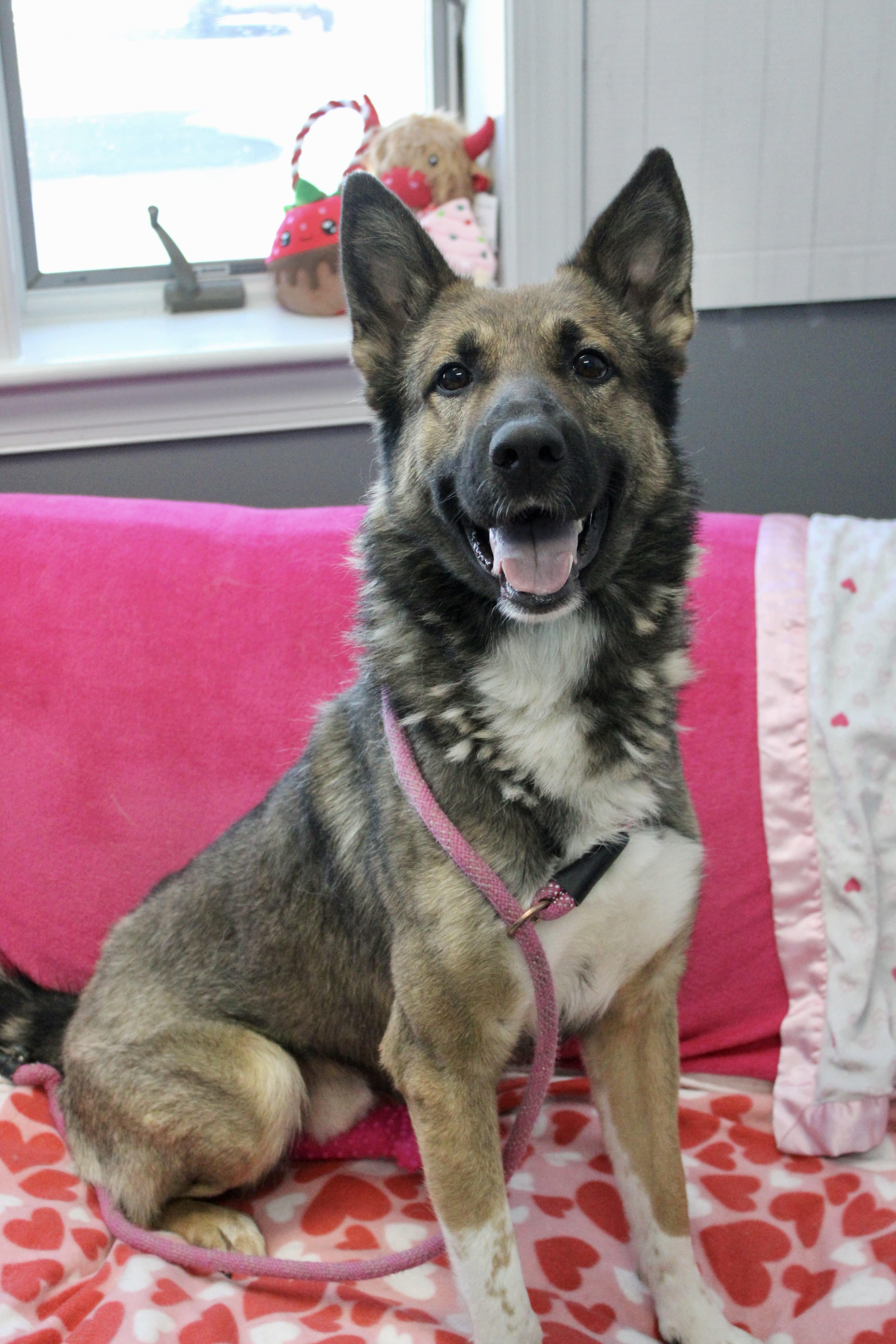 Enlarge Apollo, a ADOPTABLE mixed breed in Culpeper, VA image 1/6