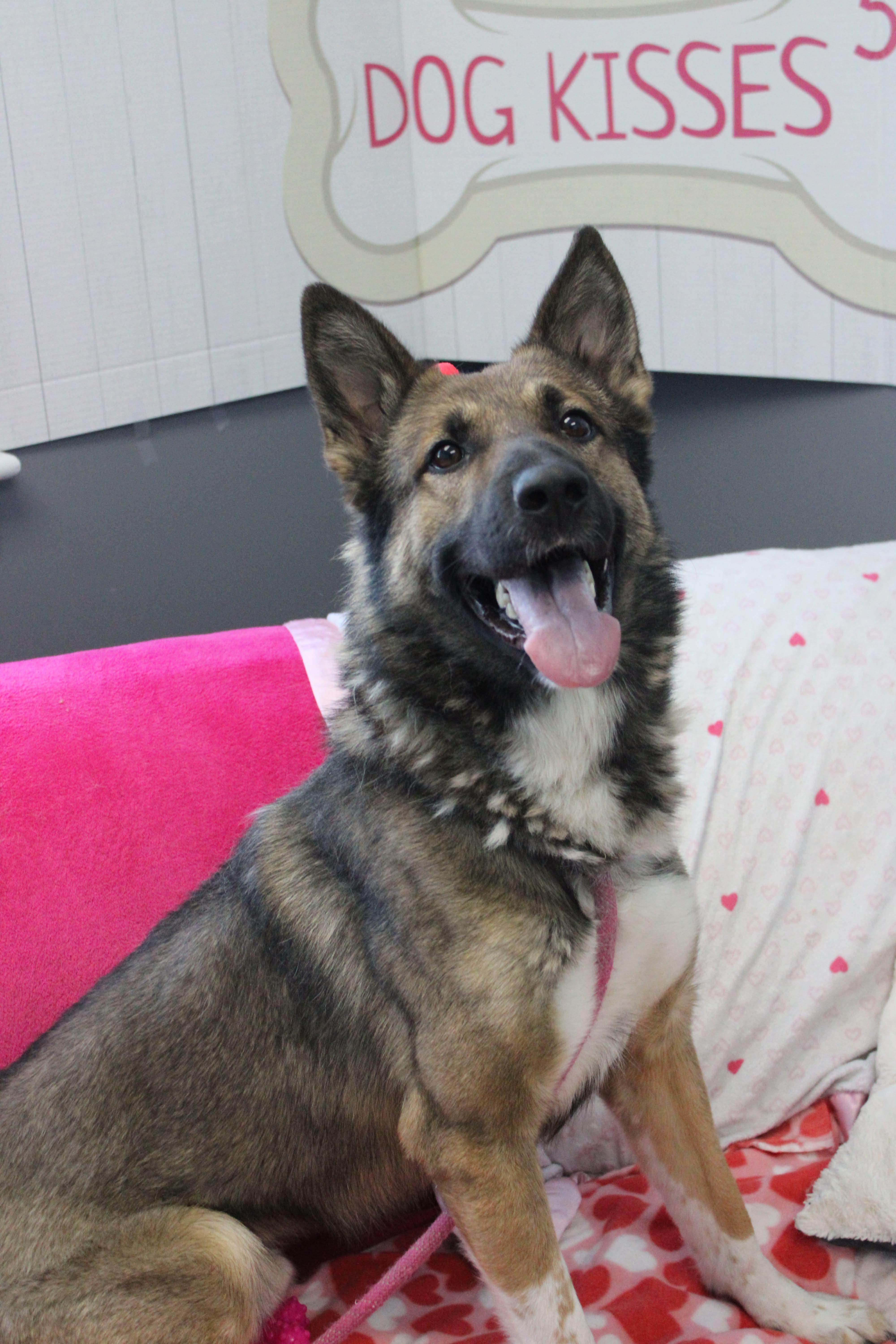 Enlarge Apollo, a ADOPTABLE mixed breed in Culpeper, VA image 3/6