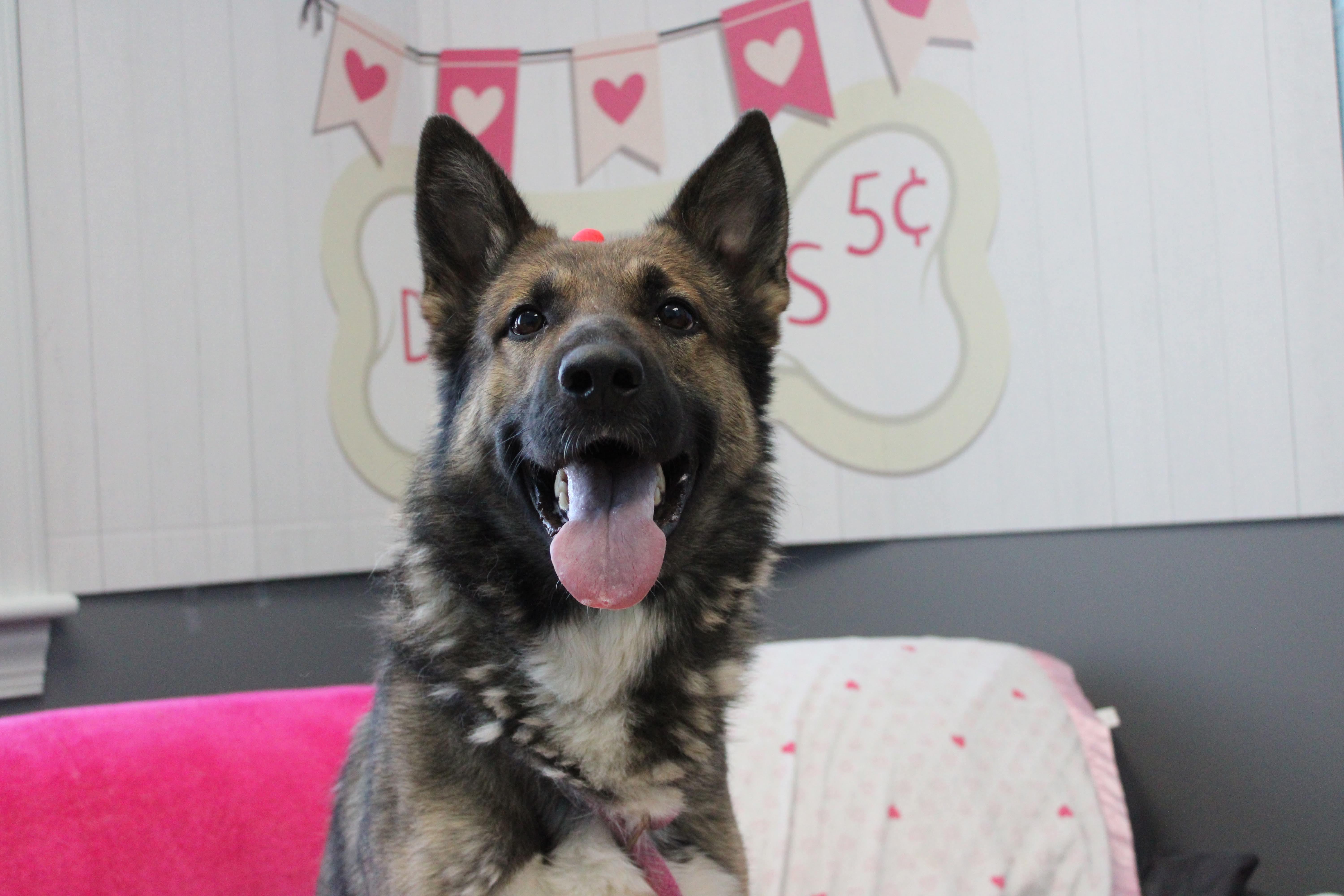 Enlarge Apollo, a ADOPTABLE mixed breed in Culpeper, VA image 4/6