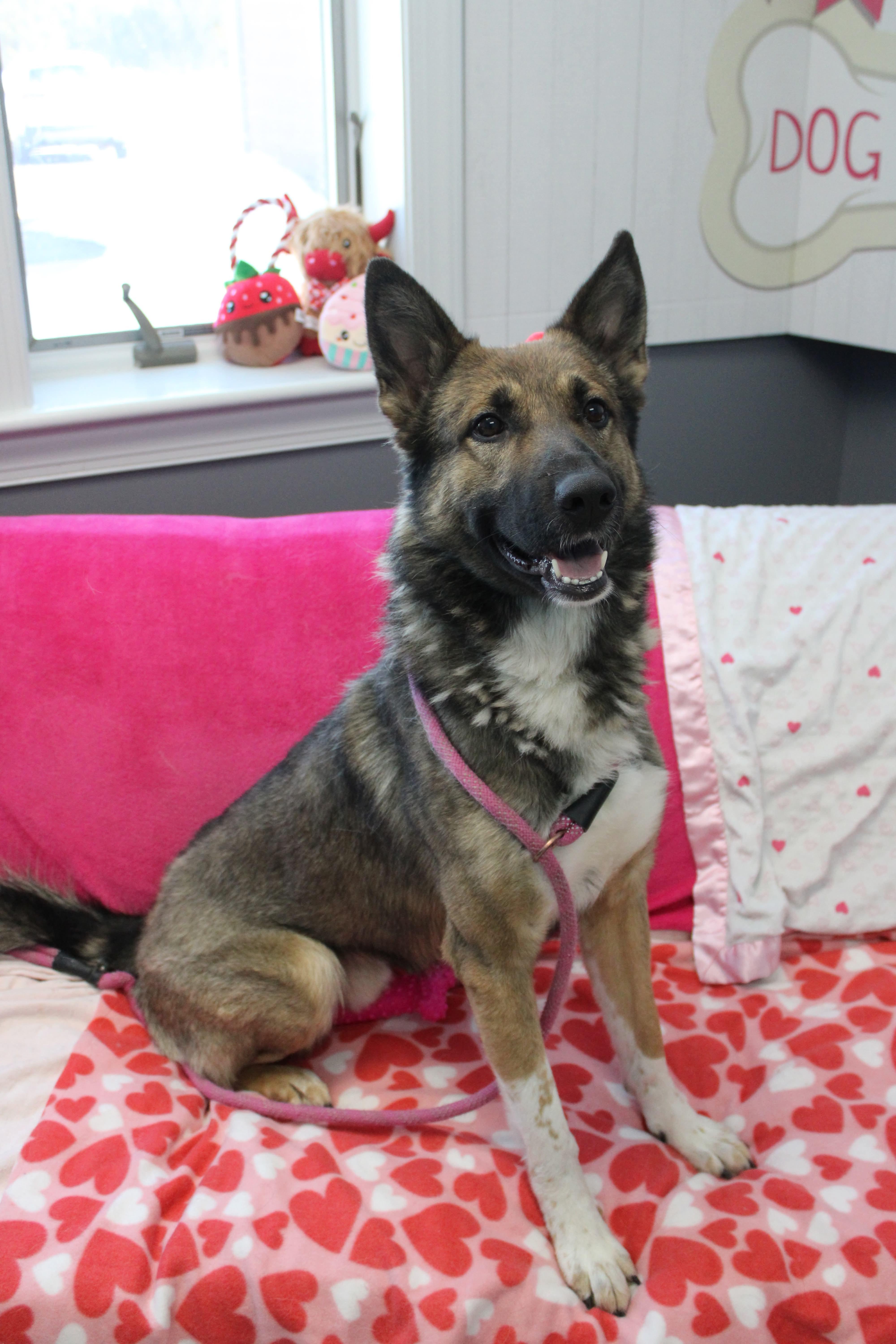 Enlarge Apollo, a ADOPTABLE mixed breed in Culpeper, VA image 2/6