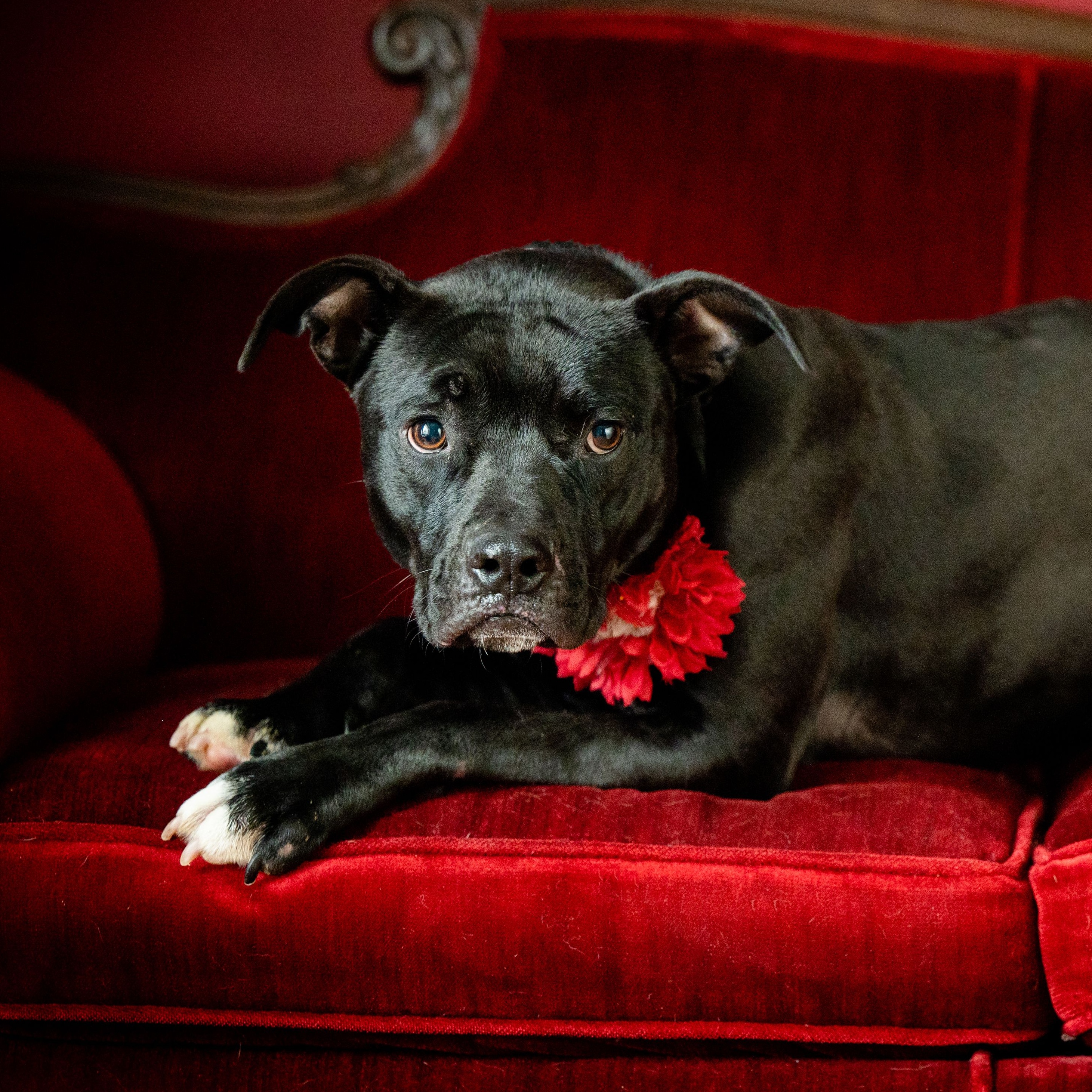 Cecily Dawn (CONC-A-120), a Adoptable mixed breed in Concord, NC image 1/4