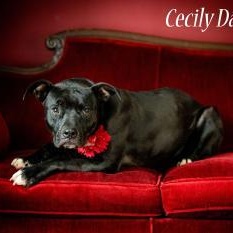 Cecily Dawn (CONC-A-120) 2