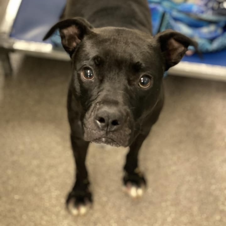 Cecily Dawn (CONC-A-120), a Adoptable mixed breed in Concord, NC image 3/4