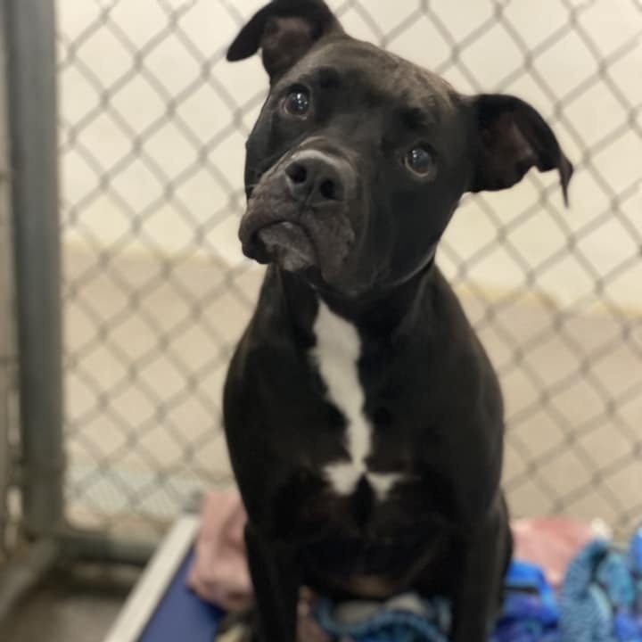 Cecily Dawn (CONC-A-120), a Adoptable mixed breed in Concord, NC image 4/4