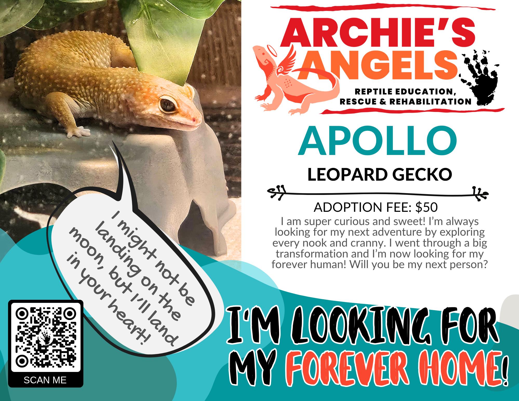 Enlarge Apollo, a ADOPTABLE Gecko in Green Bay, WI image 1/1