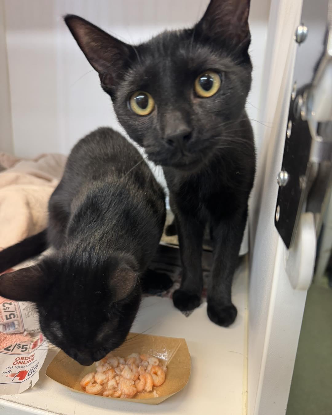 Zack & Zoe, ADOPTABLE, Young Male Domestic Short Hair.