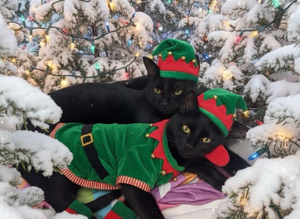 Zack & Zoe, ADOPTABLE, Young Male Domestic Short Hair.