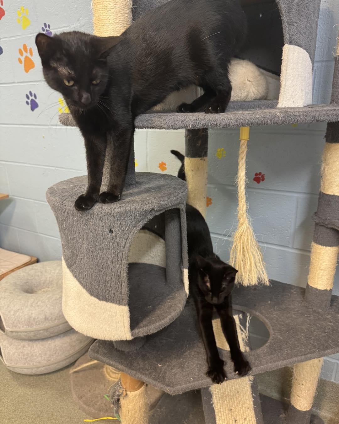 Zack & Zoe, a ADOPTABLE Domestic Short Hair in Bloomfield, NJ image 4/5