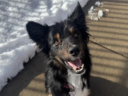 Ace, Adoptable, Young Male Border Collie & Mixed Breed.