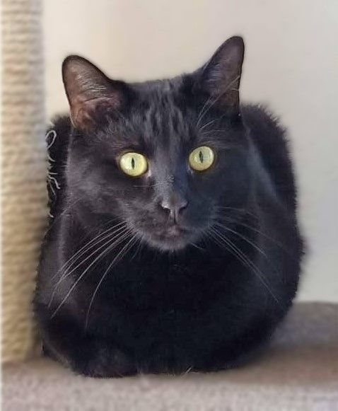 Enlarge Oliver , a Adoptable Domestic Short Hair in Hamilton, ON image 1/1