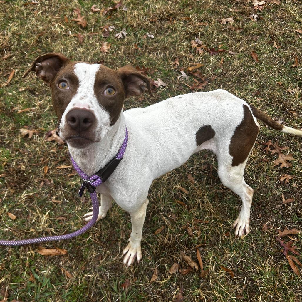 Terken, a Adoptable mixed breed in Greenville, SC image 1/6