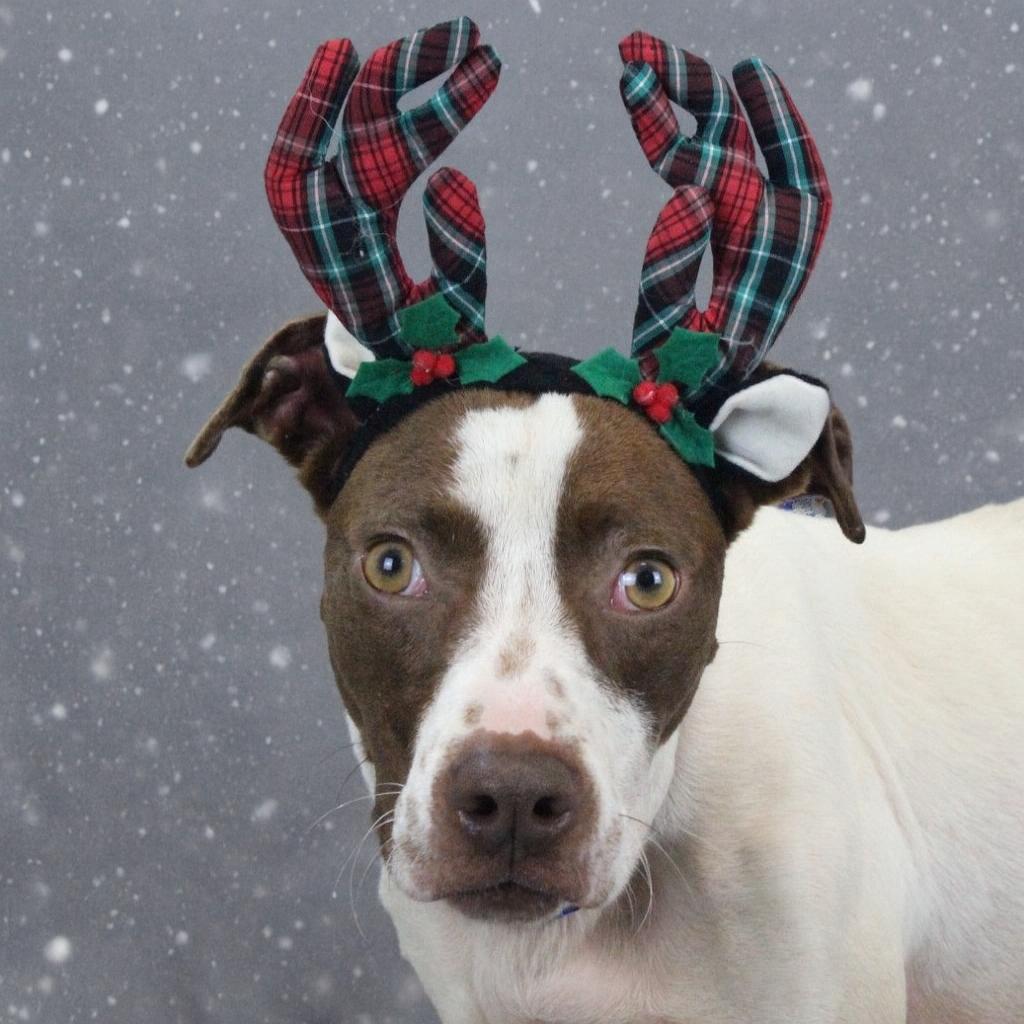 Terken, a Adoptable mixed breed in Greenville, SC image 2/6