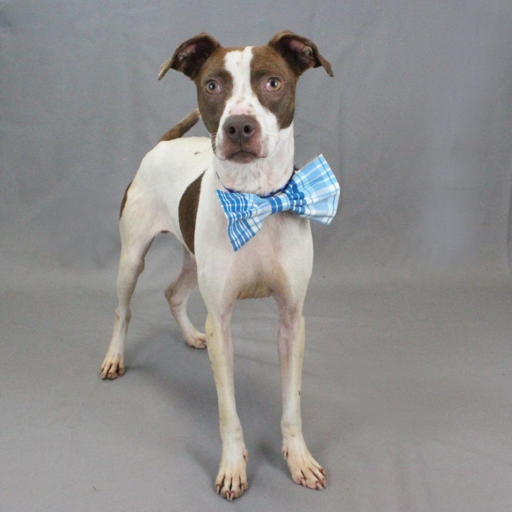 Enlarge Terken, a Adoptable mixed breed in Greenville, SC image 2/6