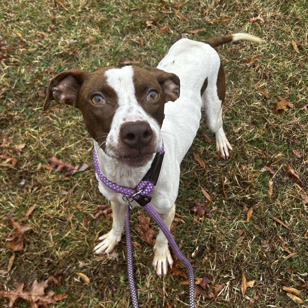 Terken, a Adoptable mixed breed in Greenville, SC image 3/6