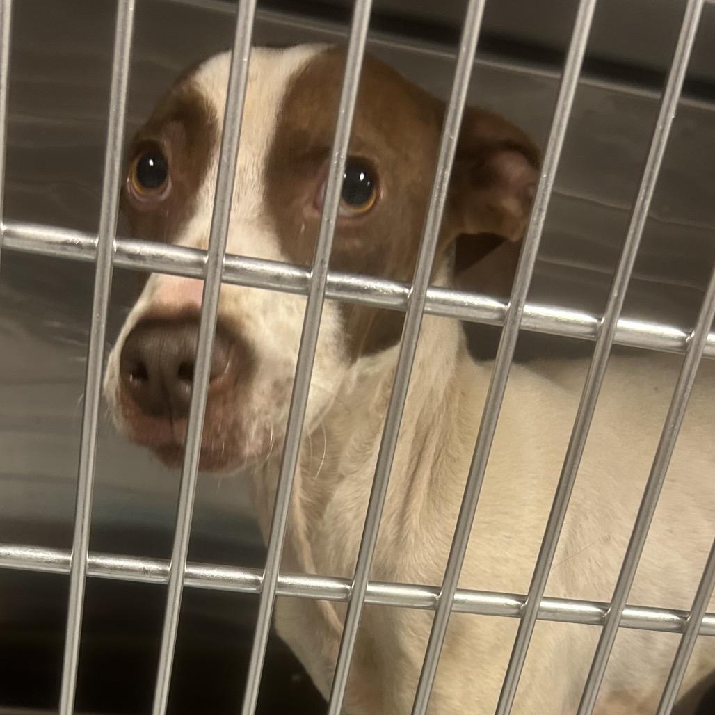 Terken, a Adoptable mixed breed in Greenville, SC image 4/6