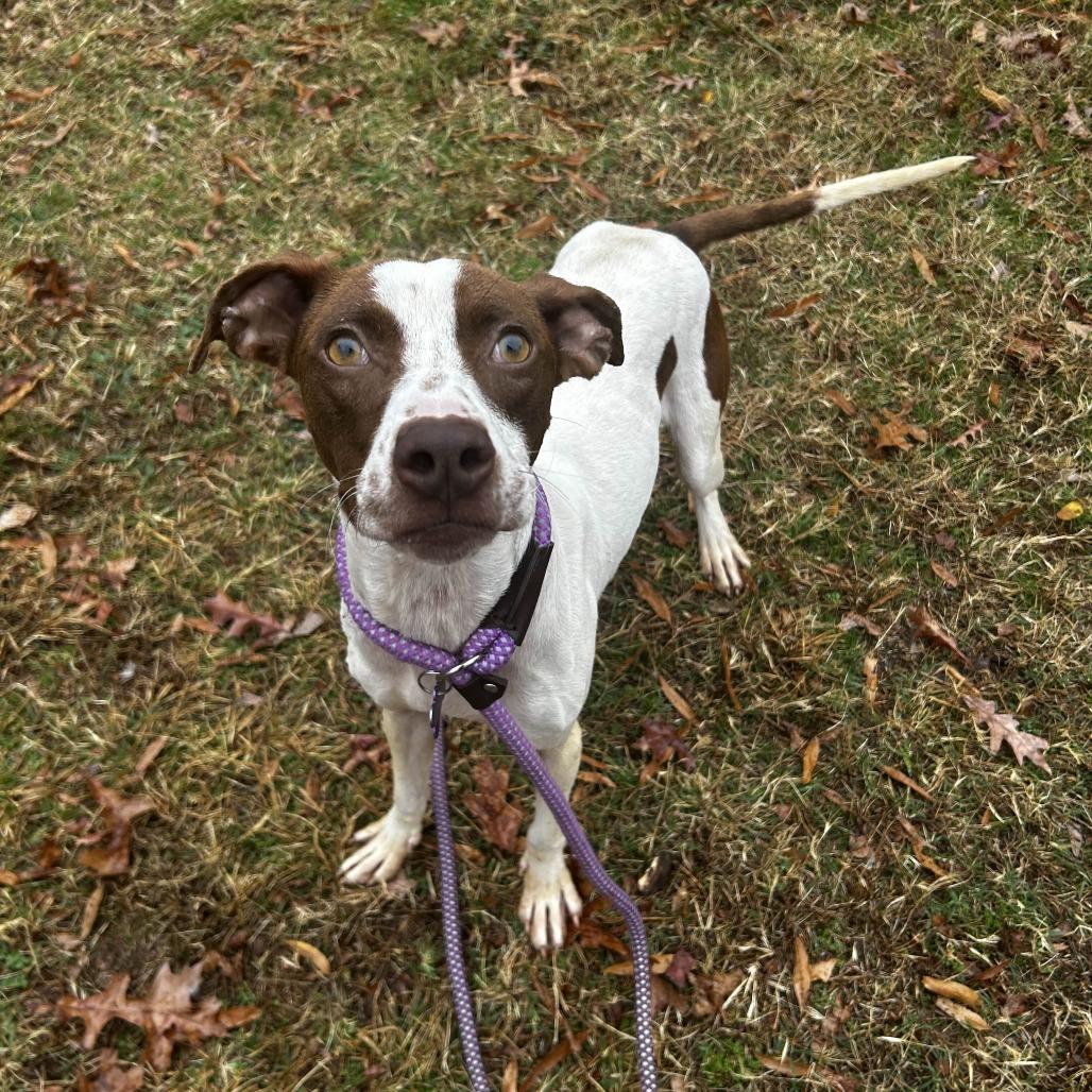 Terken, a Adoptable mixed breed in Greenville, SC image 5/6
