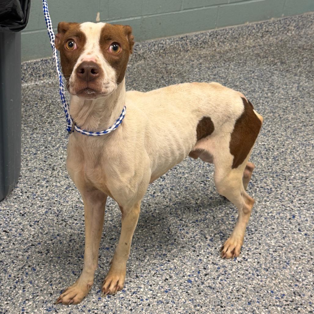 Terken, a Adoptable mixed breed in Greenville, SC image 6/6