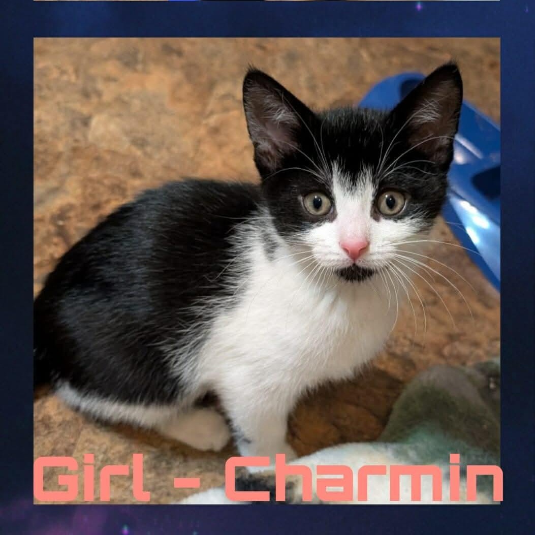 Enlarge Charmin, a Adoptable mixed breed in Hartland, MI image 1/5