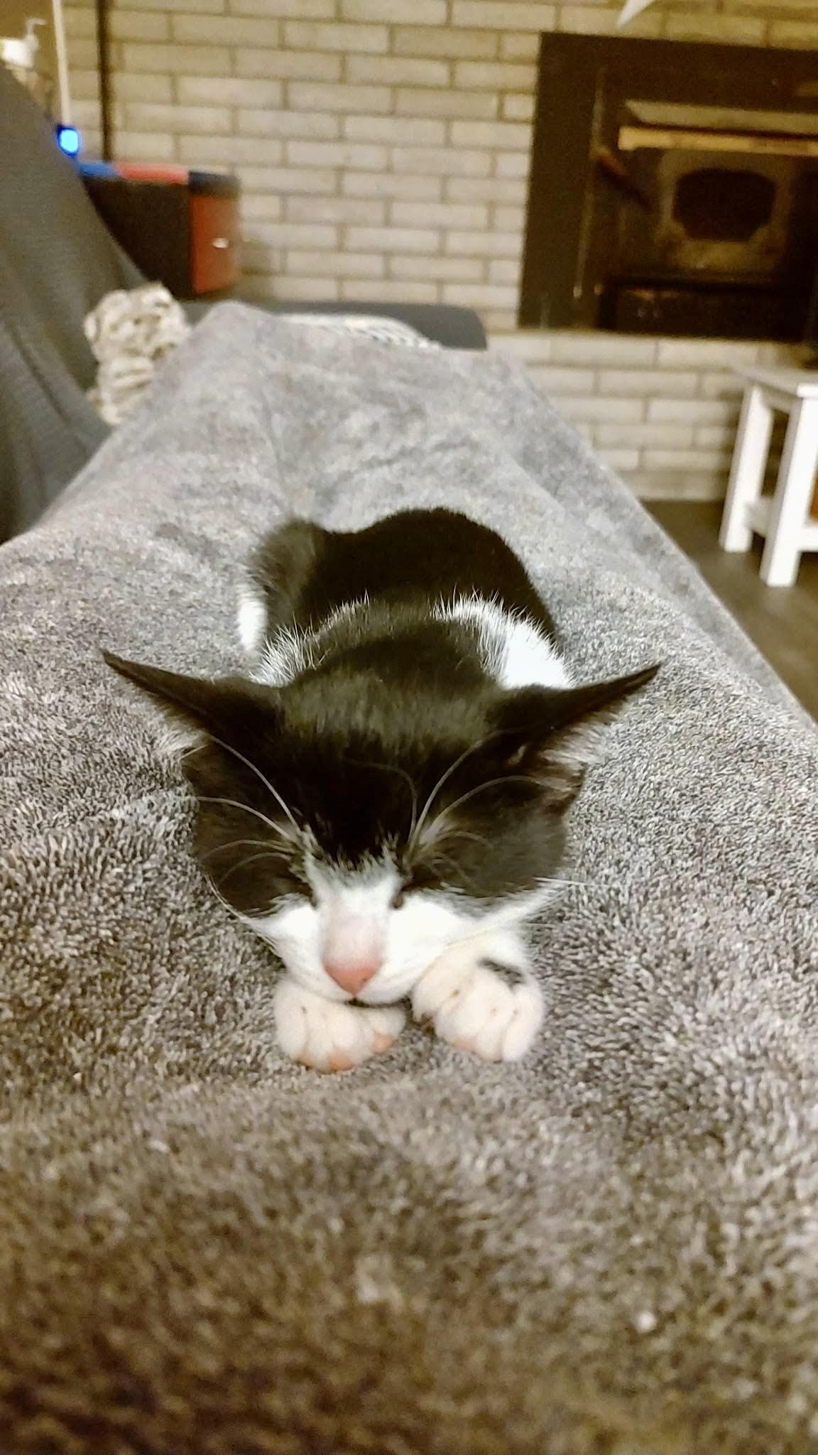 Enlarge Charmin, a Adoptable mixed breed in Hartland, MI image 2/5