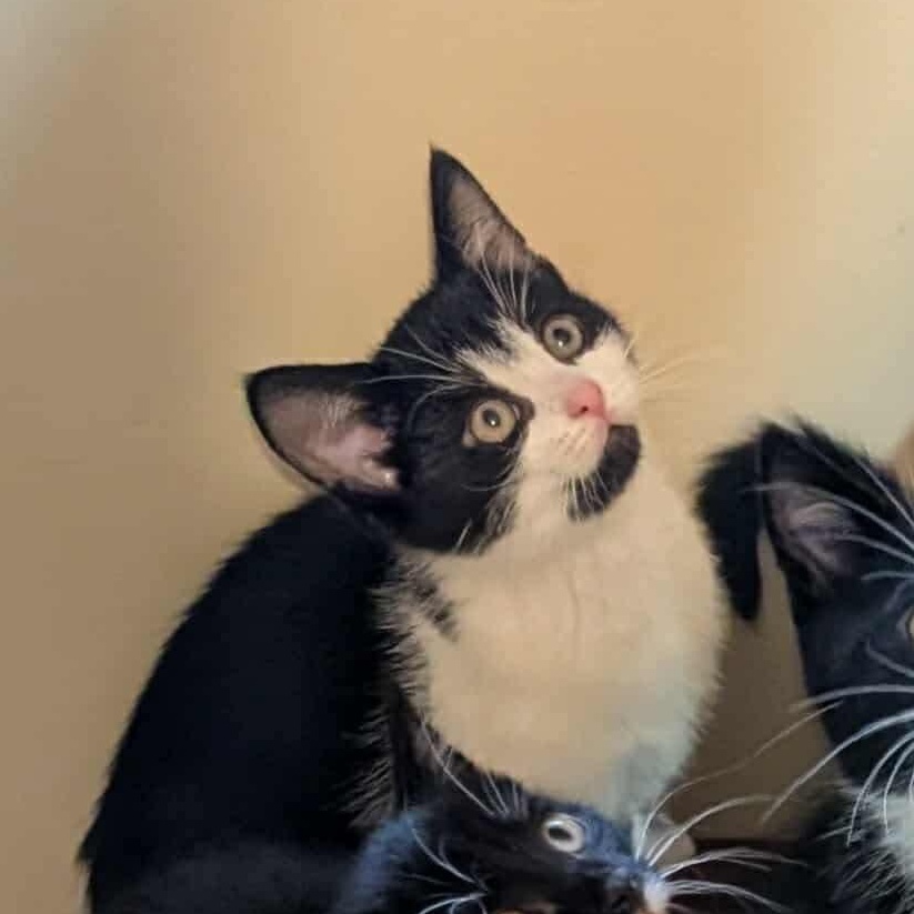 Enlarge Charmin, a Adoptable mixed breed in Hartland, MI image 3/5