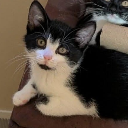 Enlarge Charmin, a Adoptable mixed breed in Hartland, MI image 4/5