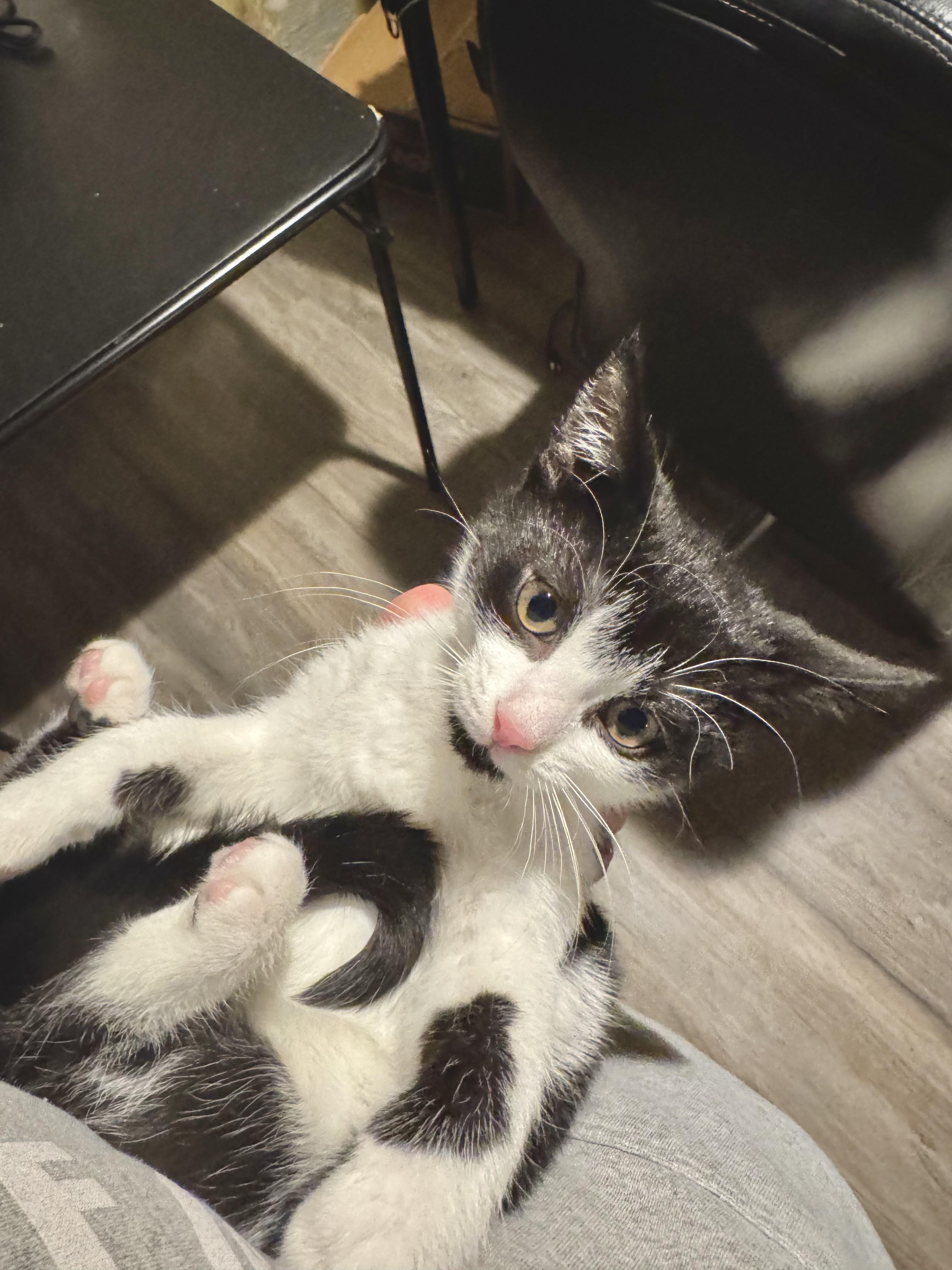 Enlarge Charmin, a Adoptable mixed breed in Hartland, MI image 5/5