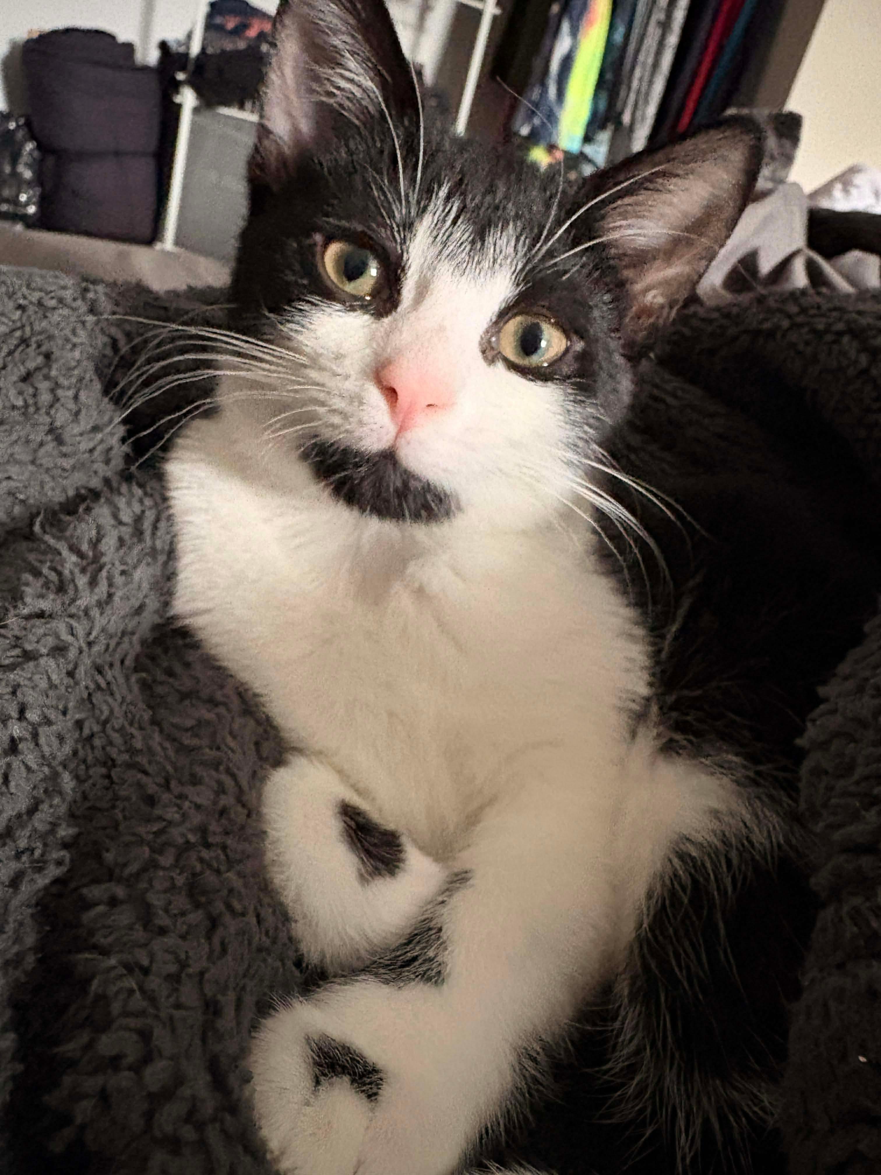 Charmin, Adoptable, Kitten Female Tuxedo & Domestic Short Hair.