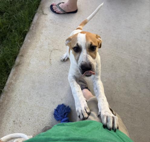 Enlarge Lila, a Adoptable mixed breed in Pflugerville, TX image 3/5