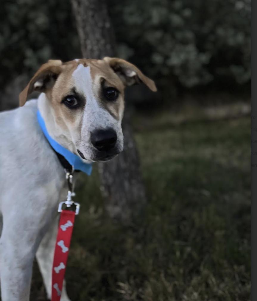 Lila, Adoptable, Puppy Female Great Pyrenees.