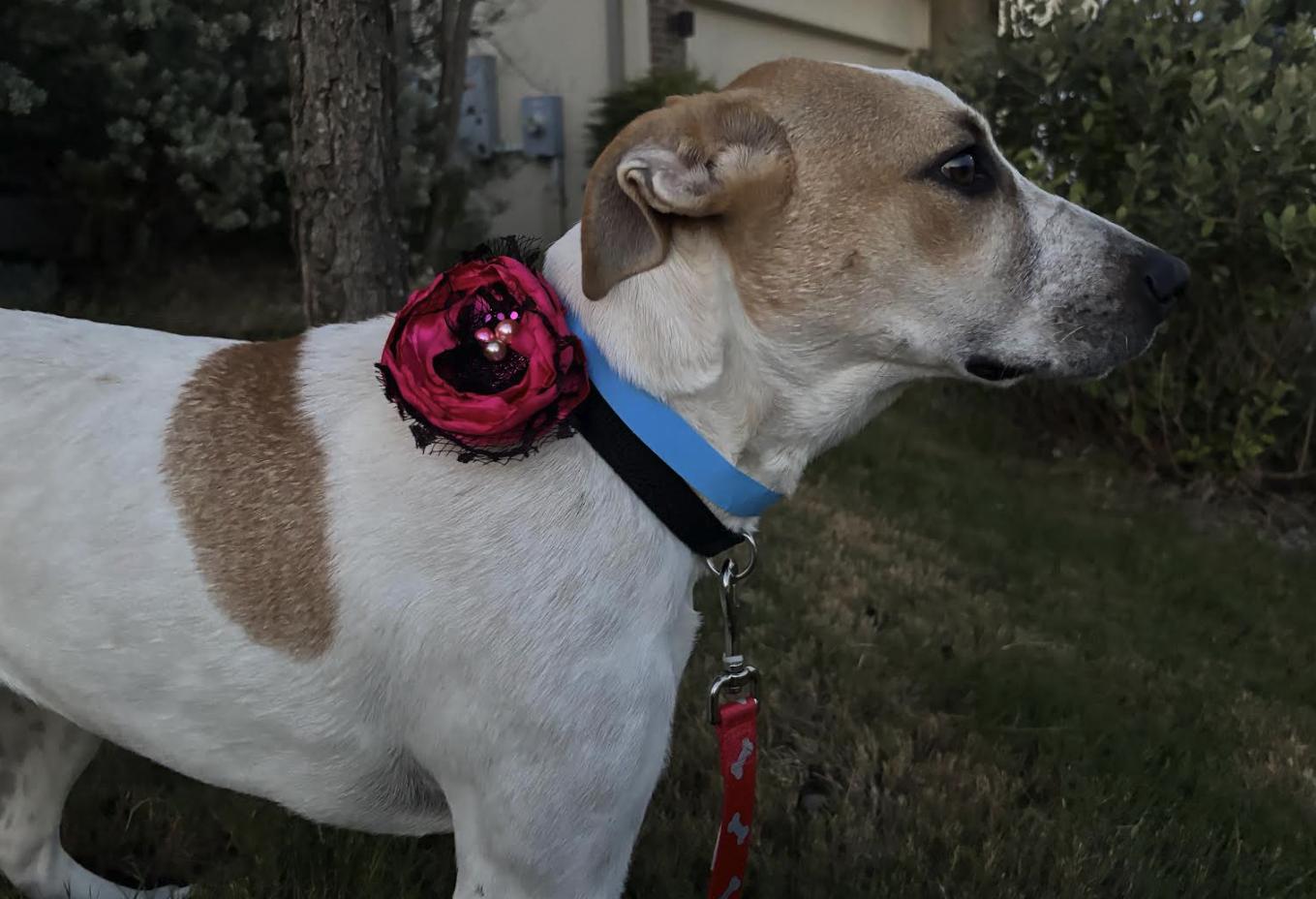 Enlarge Lila, a Adoptable mixed breed in Pflugerville, TX image 2/5