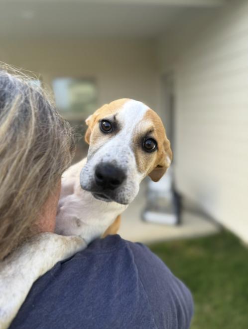 Enlarge Lila, a Adoptable mixed breed in Pflugerville, TX image 4/5