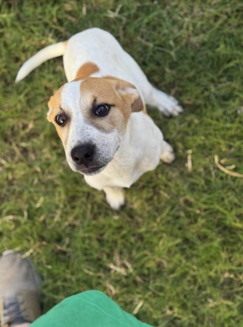 Enlarge Lila, a Adoptable mixed breed in Pflugerville, TX image 5/5