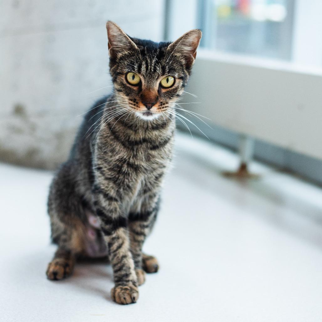 Heart, Adoptable, Young Female Domestic Short Hair.