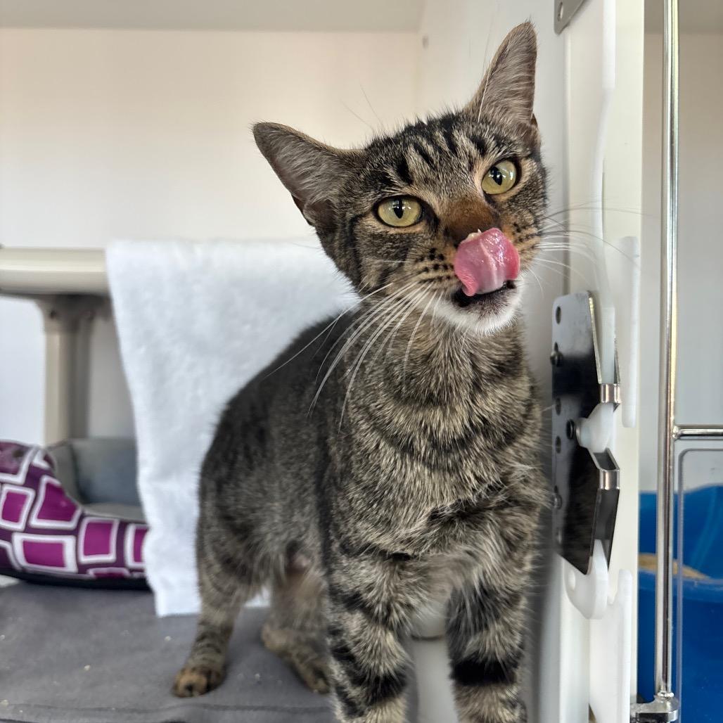 Enlarge Heart, a Adoptable Domestic Short Hair in Warwick, RI image 2/6