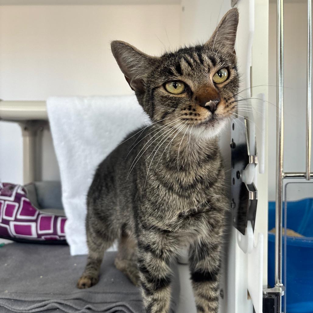 Enlarge Heart, a Adoptable Domestic Short Hair in Warwick, RI image 3/6