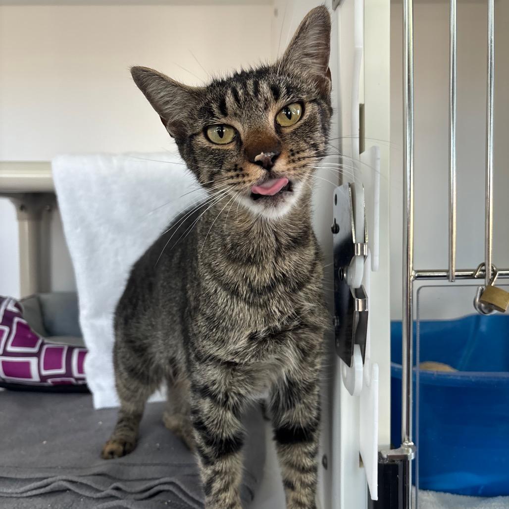 Enlarge Heart, a Adoptable Domestic Short Hair in Warwick, RI image 5/6