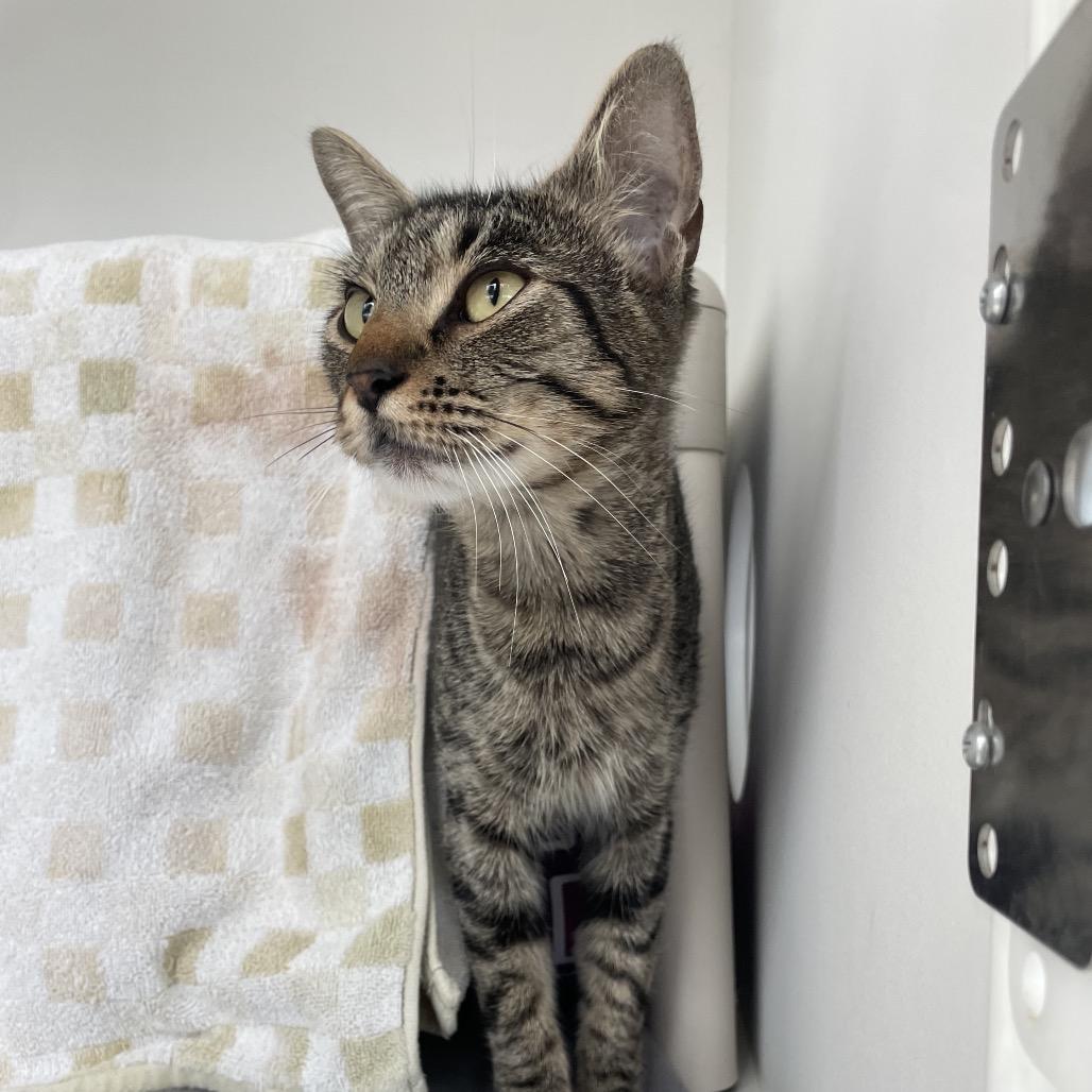 Enlarge Heart, a Adoptable Domestic Short Hair in Warwick, RI image 6/6