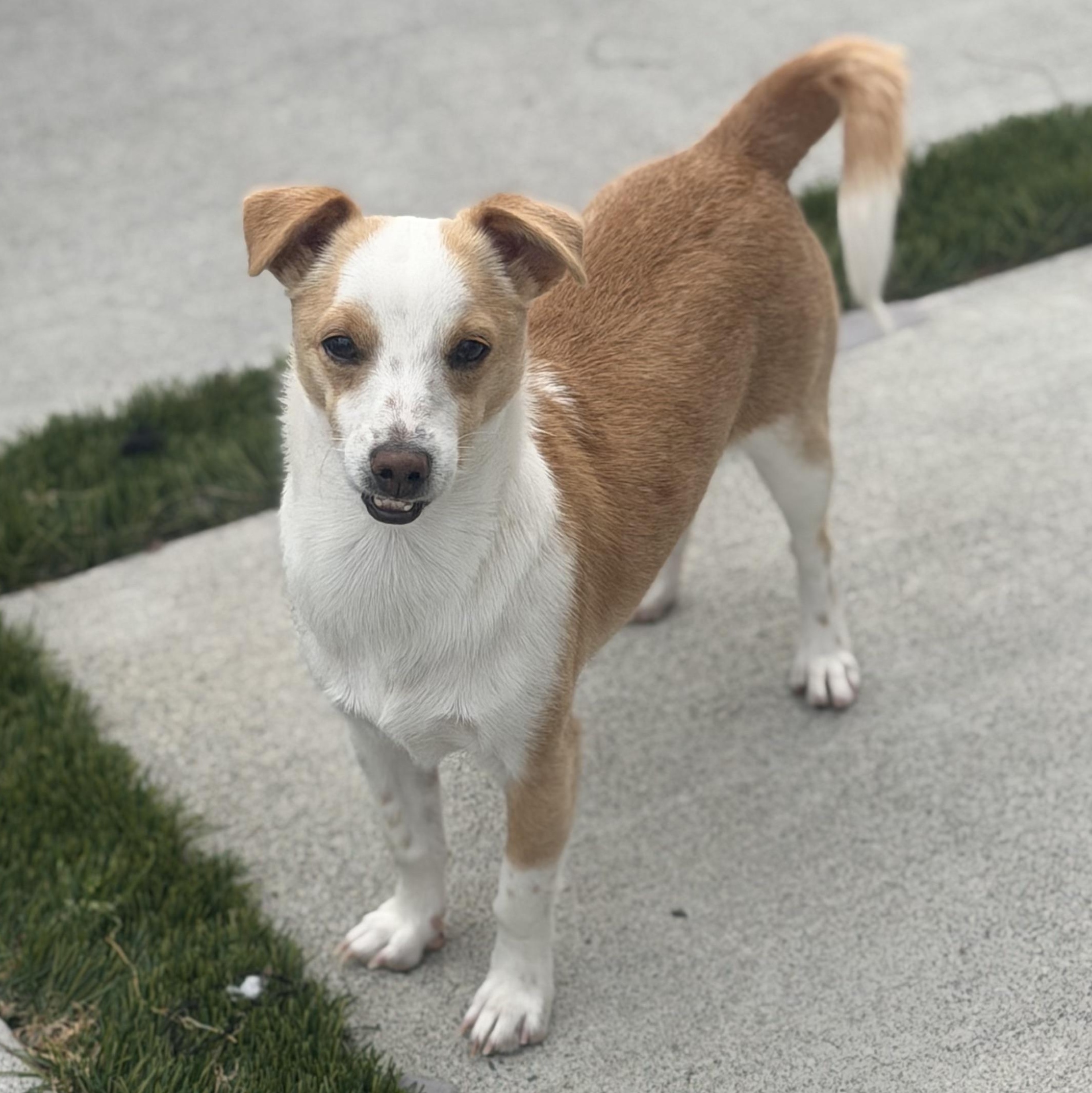 Enlarge Mr Wonderful CJ, a Adoptable mixed breed in Vancouver, BC image 2/6