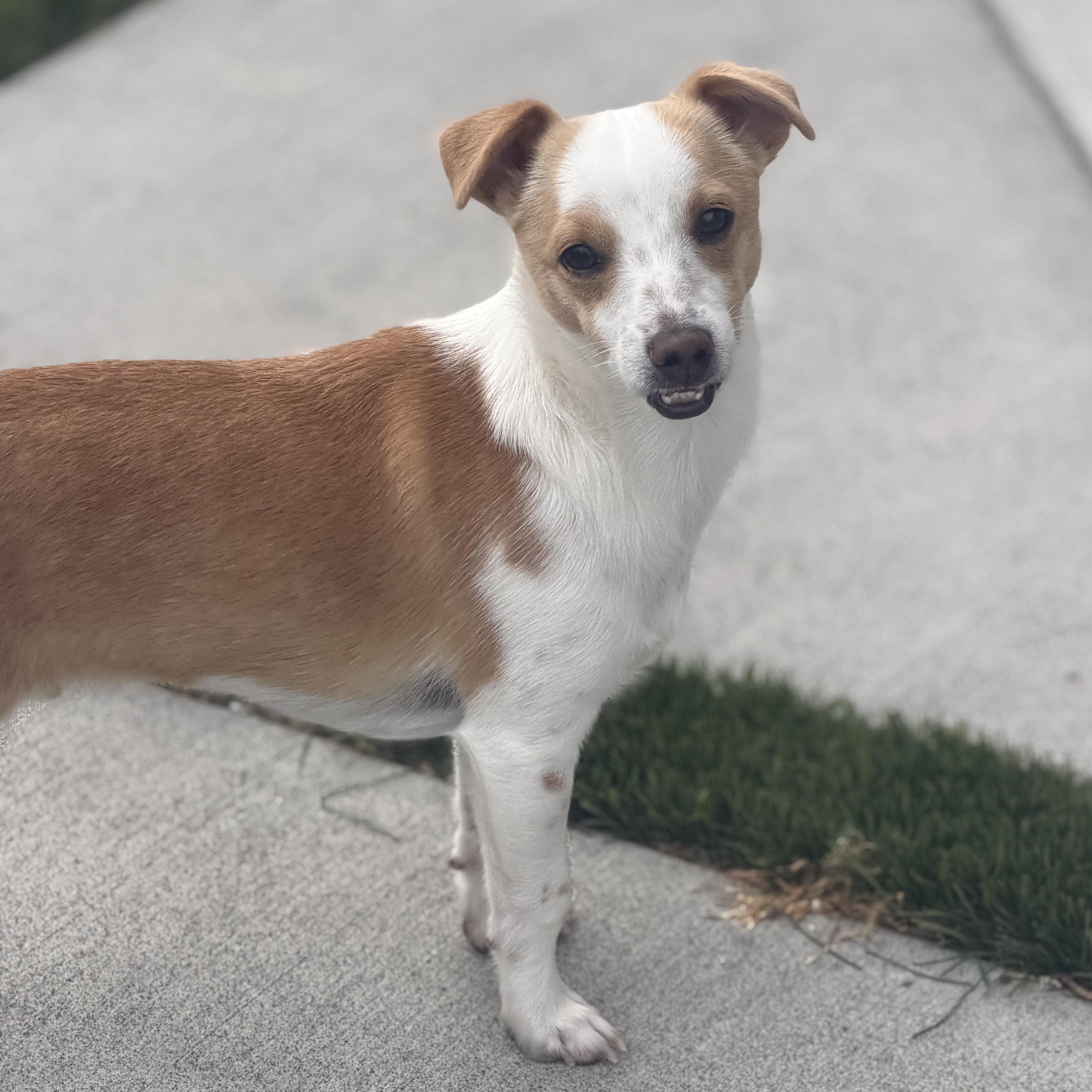 Mr Wonderful CJ, Adoptable, Young Male Chihuahua & Fox Terrier.